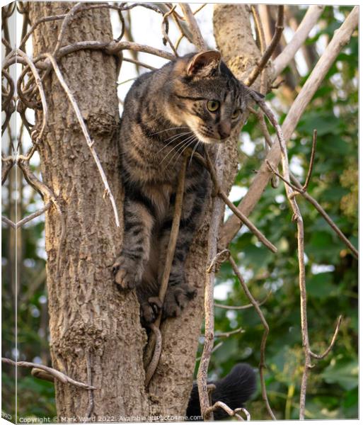 Tabby in a Tree Canvas Print by Mark Ward