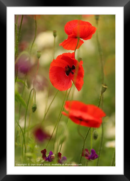 Poppies Framed Mounted Print by Glyn Evans