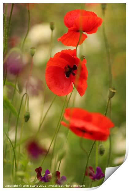 Poppies Print by Glyn Evans