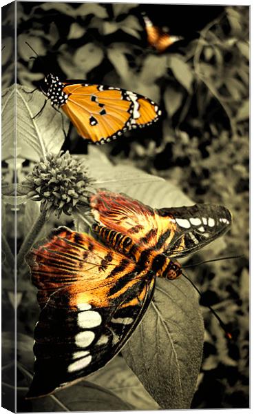 three  butterflies Canvas Print by Heather Newton