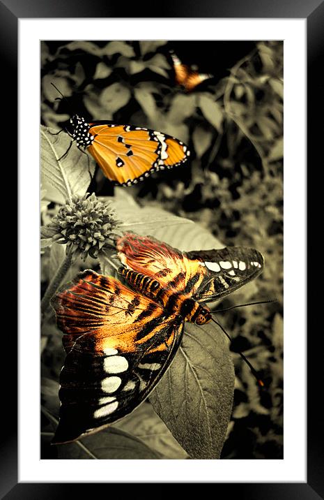 three  butterflies Framed Mounted Print by Heather Newton