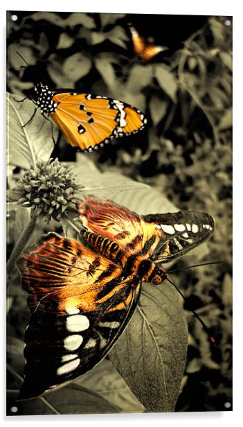 three  butterflies Acrylic by Heather Newton