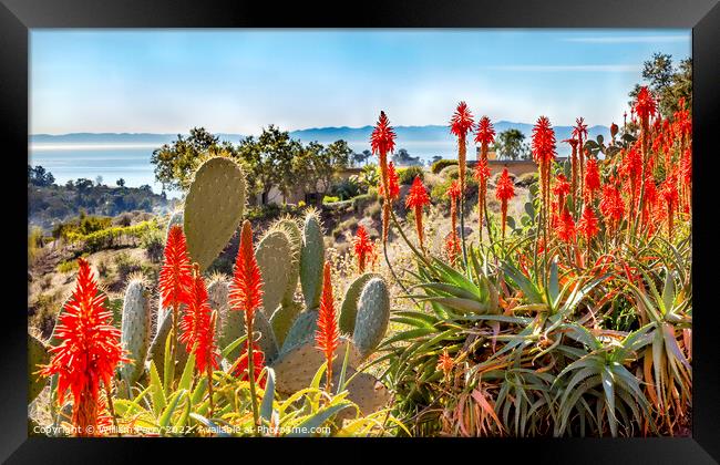 Orange Aloe Cactus Santa Barbara California Framed Print by William Perry