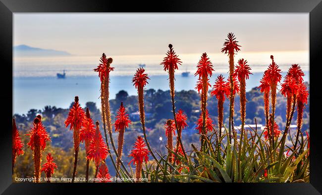 Orange Aloe Cactus Oil Platforms Santa Barbara California Framed Print by William Perry