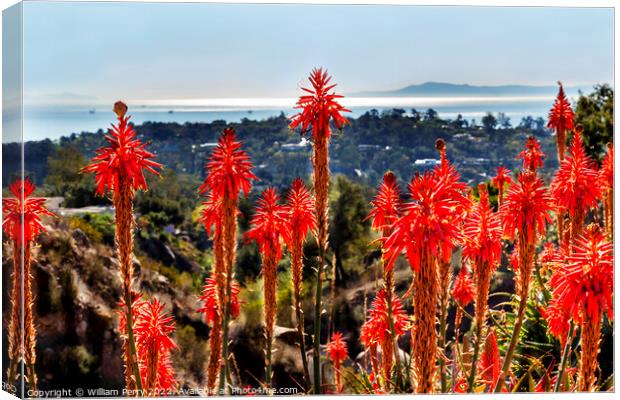 Orange Aloe Cactus Santa Barbara California Canvas Print by William Perry