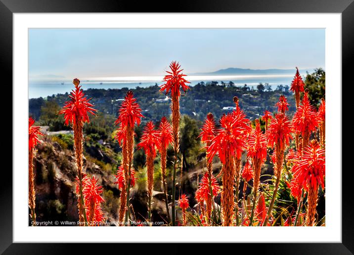 Orange Aloe Cactus Santa Barbara California Framed Mounted Print by William Perry