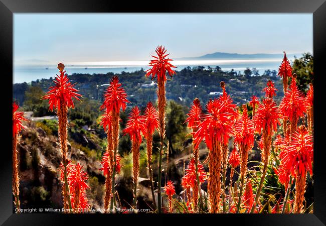 Orange Aloe Cactus Santa Barbara California Framed Print by William Perry