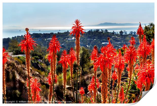 Orange Aloe Cactus Santa Barbara California Print by William Perry