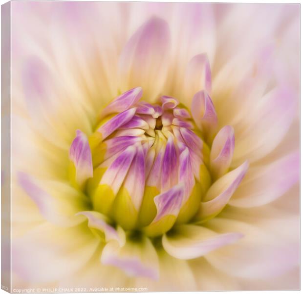 Soft and delicate Dahlia 675 Canvas Print by PHILIP CHALK