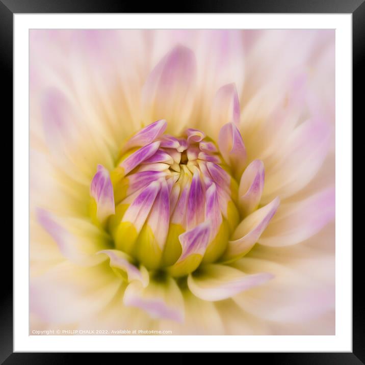 Soft and delicate Dahlia 675 Framed Mounted Print by PHILIP CHALK