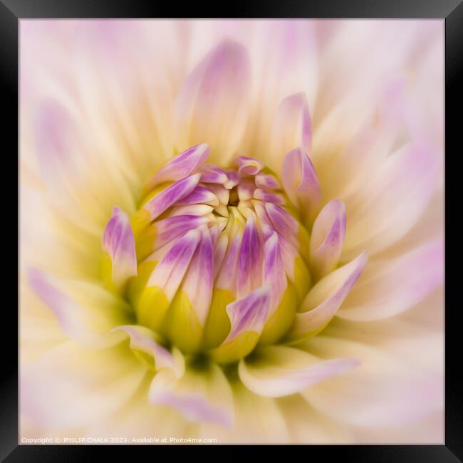 Soft and delicate Dahlia 675 Framed Print by PHILIP CHALK