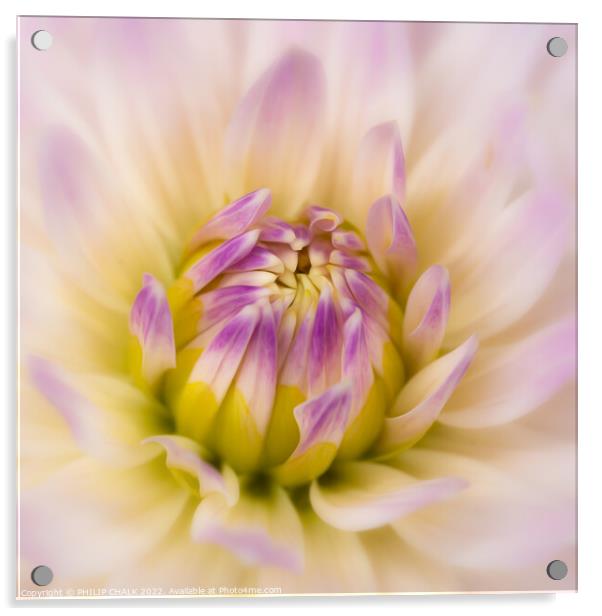 Soft and delicate Dahlia 675 Acrylic by PHILIP CHALK
