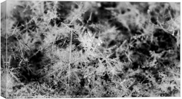 Snowflakes - Black and White Macro Photo Canvas Print by STEPHEN THOMAS