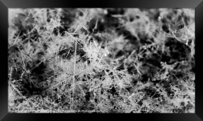 Snowflakes - Black and White Macro Photo Framed Print by STEPHEN THOMAS