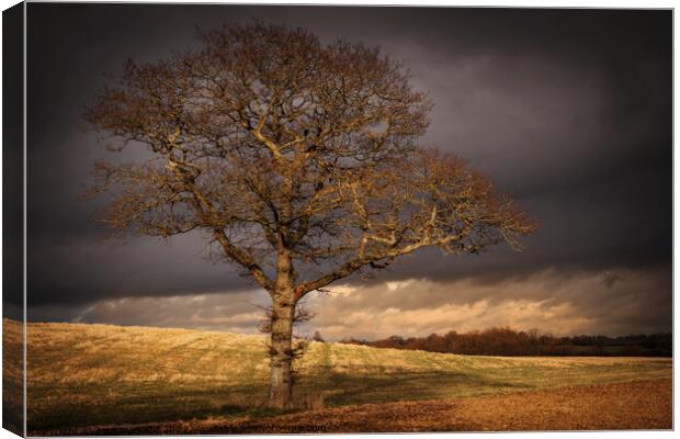 Another Tree Canvas Print by Jeremy Sage