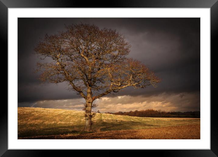 Another Tree Framed Mounted Print by Jeremy Sage