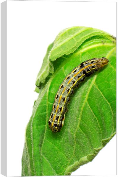 Crinum Caterpillar on Green Leaf Canvas Print by Antonio Ribeiro