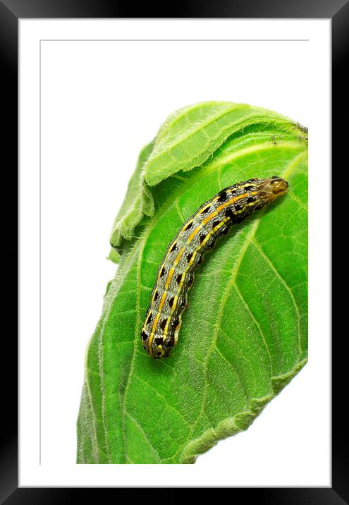 Crinum Caterpillar on Green Leaf Framed Mounted Print by Antonio Ribeiro
