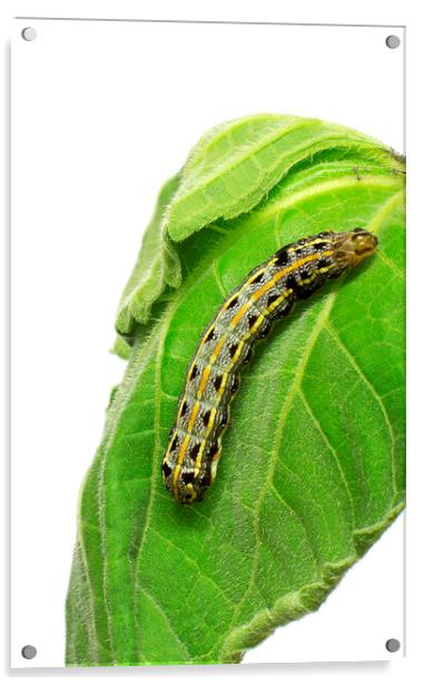 Crinum Caterpillar on Green Leaf Acrylic by Antonio Ribeiro