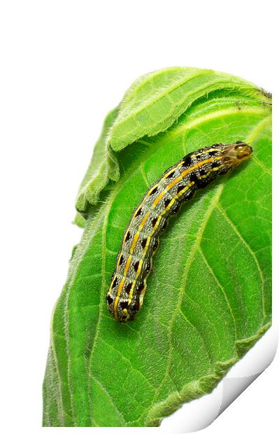 Crinum Caterpillar on Green Leaf Print by Antonio Ribeiro