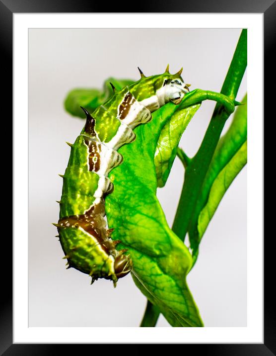Orchard Swallowtail Caterpillar on Lemon Tree Leaf Framed Mounted Print by Antonio Ribeiro