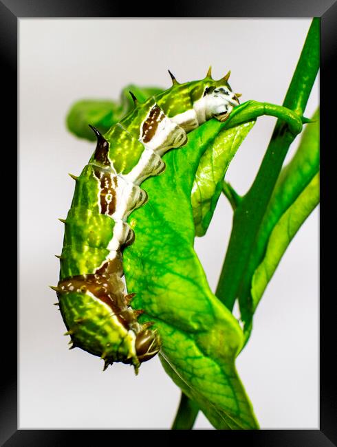 Orchard Swallowtail Caterpillar on Lemon Tree Leaf Framed Print by Antonio Ribeiro
