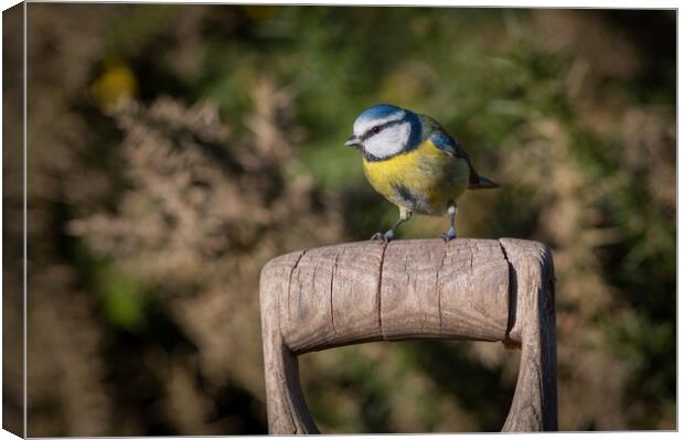 Blue tit Canvas Print by Alan Tunnicliffe