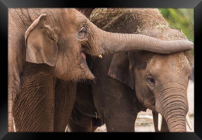 Close up of an Asian elephant pair Framed Print by Jason Wells