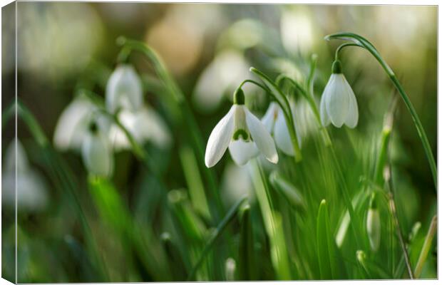 Snowdrops in St Andrew's churchyard, Sutton-in-the-Isle Canvas Print by Andrew Sharpe