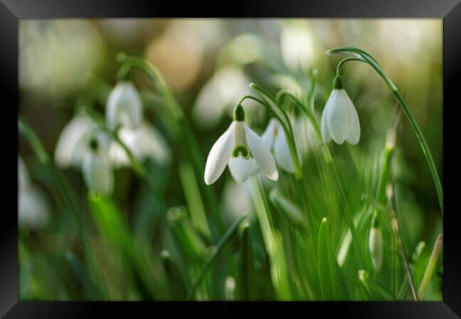 Snowdrops in St Andrew's churchyard, Sutton-in-the-Isle Framed Print by Andrew Sharpe