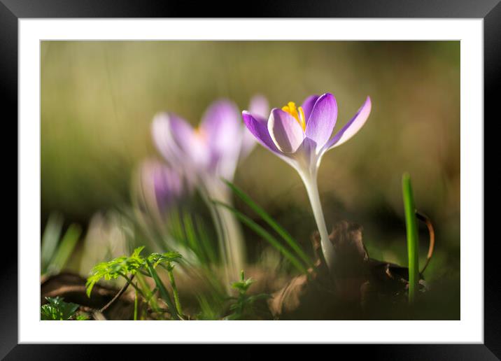 Crocuses in St Andrew's churchyard, Sutton-in-the-Isle Framed Mounted Print by Andrew Sharpe