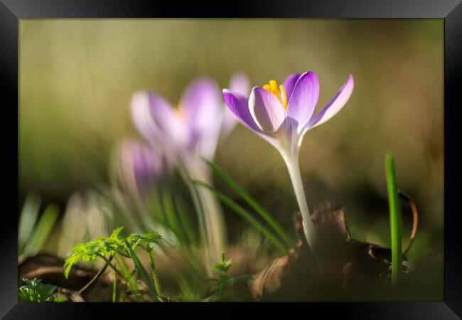 Crocuses in St Andrew's churchyard, Sutton-in-the-Isle Framed Print by Andrew Sharpe