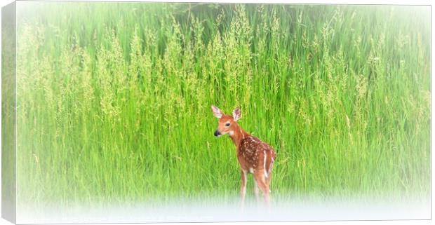 Fawn in the grass Canvas Print by Philip Lehman
