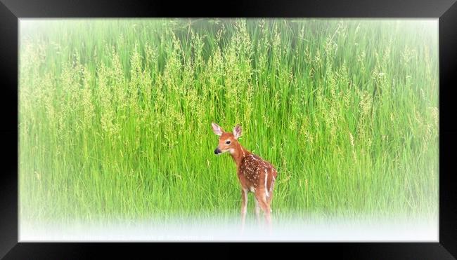 Fawn in the grass Framed Print by Philip Lehman