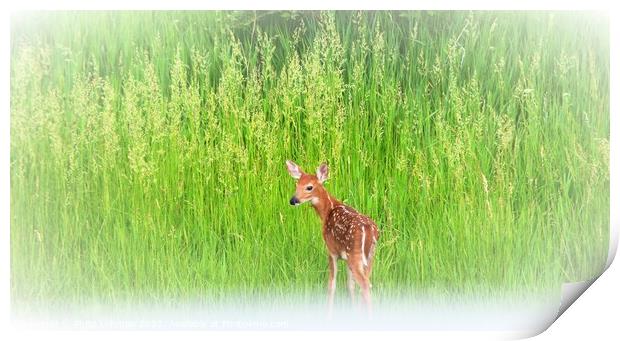 Fawn in the grass Print by Philip Lehman
