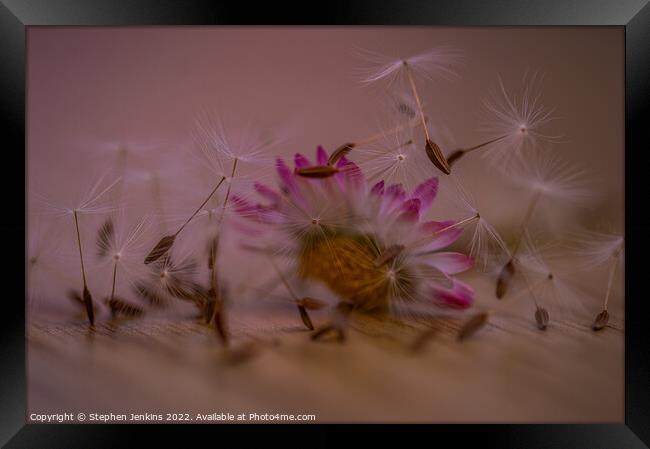 Seeds of love  Framed Print by Stephen Jenkins