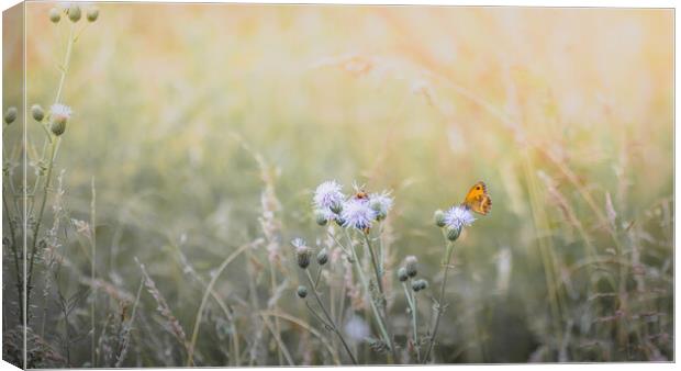 Gatekeeper Butterfly in a Meadow Canvas Print by Mark Jones