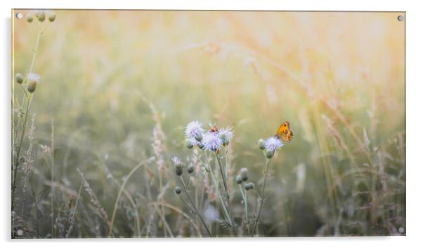 Gatekeeper Butterfly in a Meadow Acrylic by Mark Jones