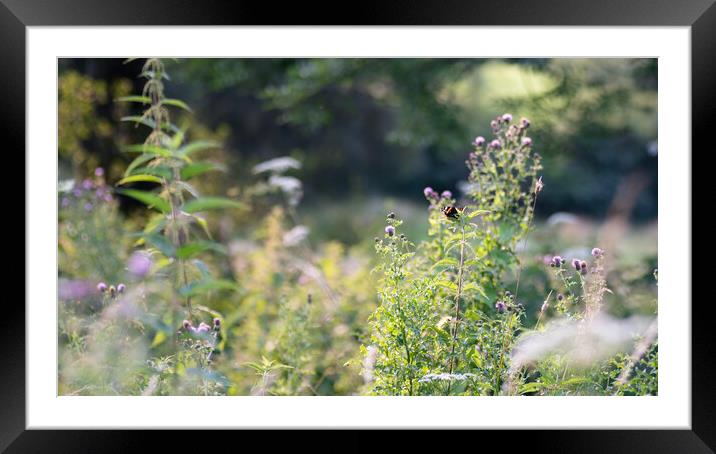 Red Admiral Butterfly in a Meadow Framed Mounted Print by Mark Jones