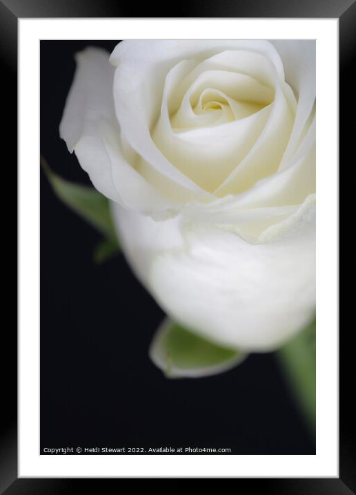 The White Rose Framed Mounted Print by Heidi Stewart