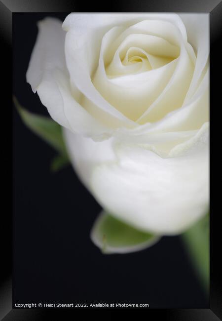 The White Rose Framed Print by Heidi Stewart