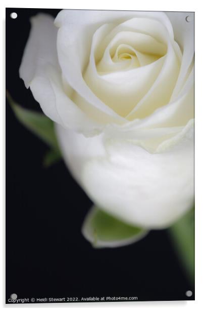 The White Rose Acrylic by Heidi Stewart