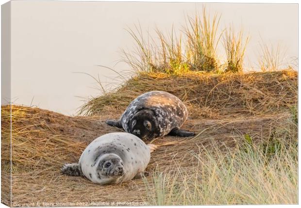Playful Seal Pups Canvas Print by Terry Newman