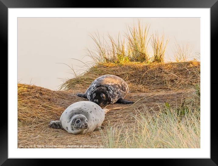 Playful Seal Pups Framed Mounted Print by Terry Newman