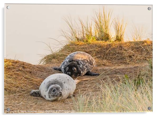 Playful Seal Pups Acrylic by Terry Newman