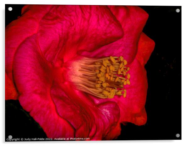 Bright Camelia Acrylic by Judy Hall-Folde