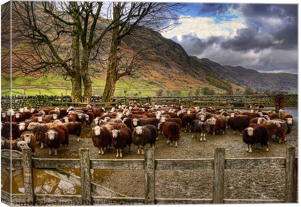 The Herdwick Sheep Of Langdale Canvas Print by Jason Connolly