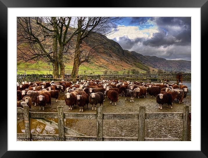 The Herdwick Sheep Of Langdale Framed Mounted Print by Jason Connolly