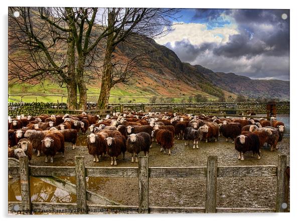 The Herdwick Sheep Of Langdale Acrylic by Jason Connolly