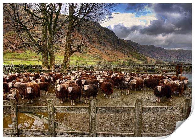 The Herdwick Sheep Of Langdale Print by Jason Connolly